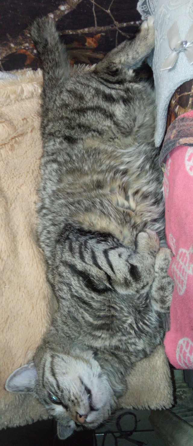Снова наши коты