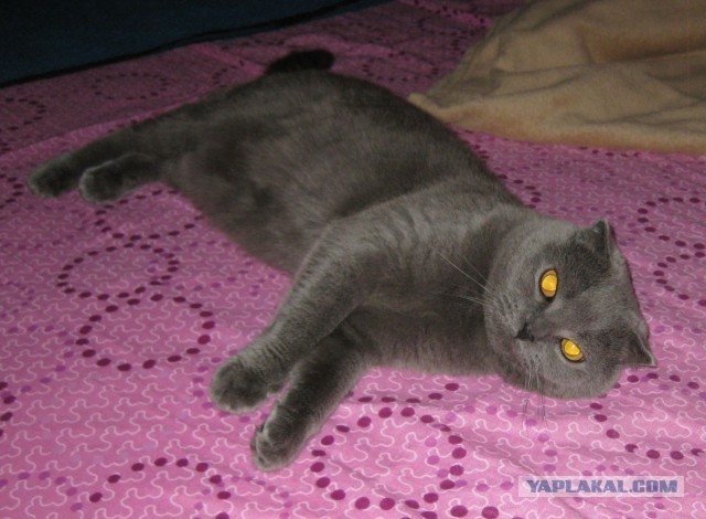 Котовторник 23.07.2013