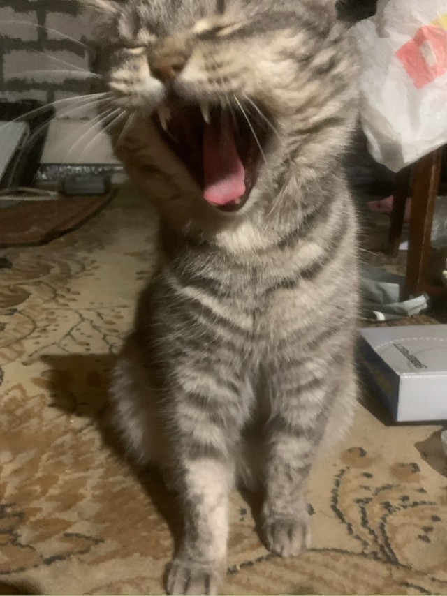 Кошкина зевота