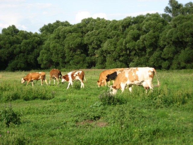 Поездка на Тамбовщину