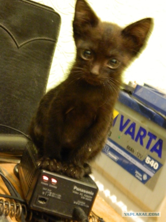 Новый член семьи