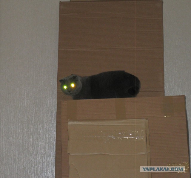 Котовторник 22.10.2013