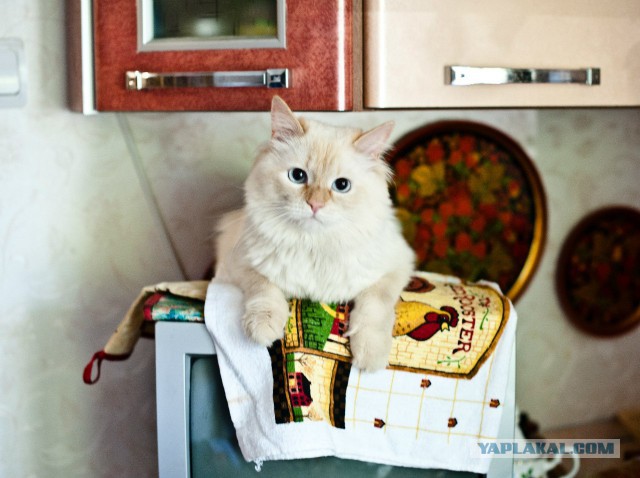 Глуповатый и одновременно смешной котенька)))