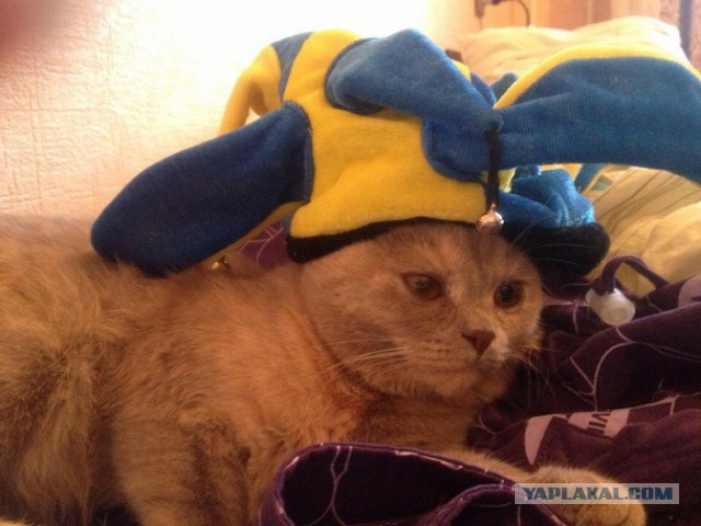 С Котовторником!
