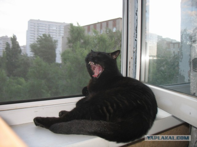 А у тебя есть фото твоей зевающей котейки ?