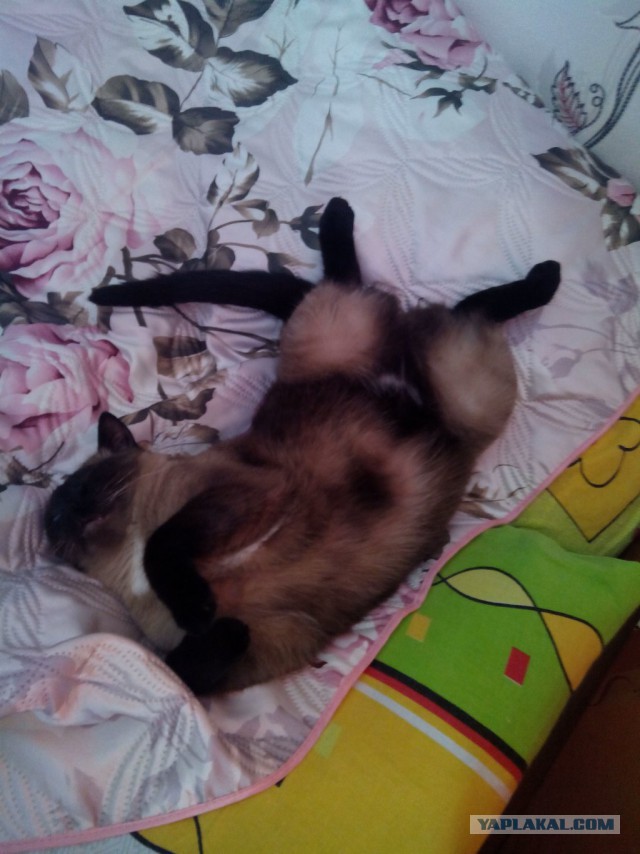 Котовторник 19.08.2014