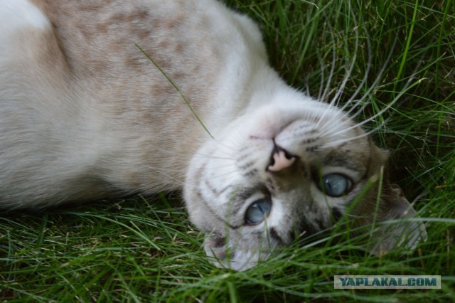 Котовторник 09.09.2014