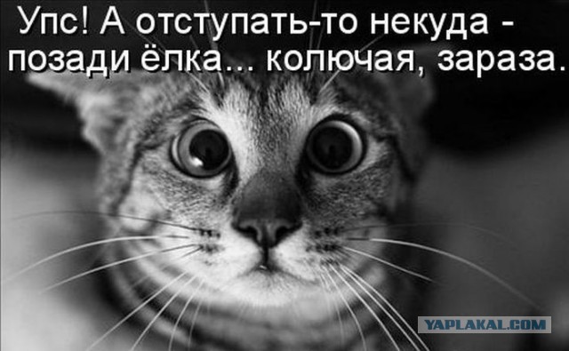 Коты сделали свое дело