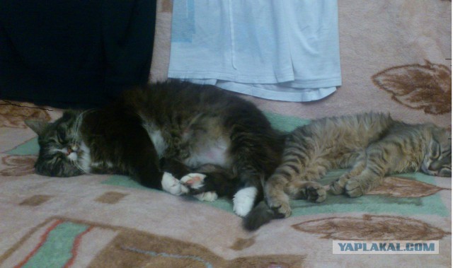 Котовторник 06.01.2015