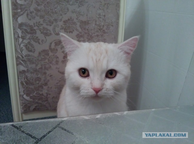 Котовторник 27.01.2015