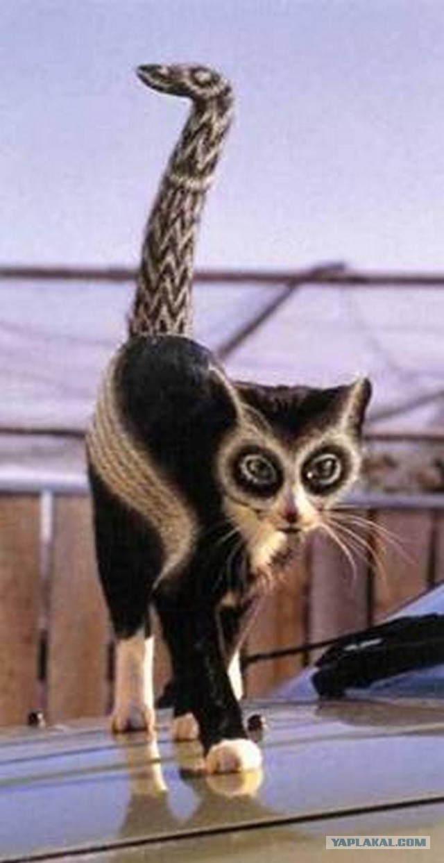 Пандакотинум