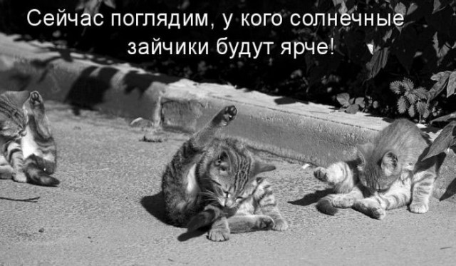 25 котофотоприколов.