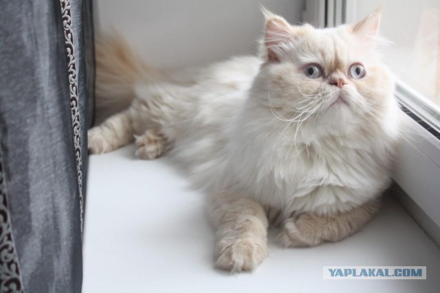 Котовторник 5.05.2015.