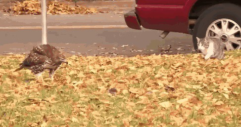 Дануна - голодным посплю...