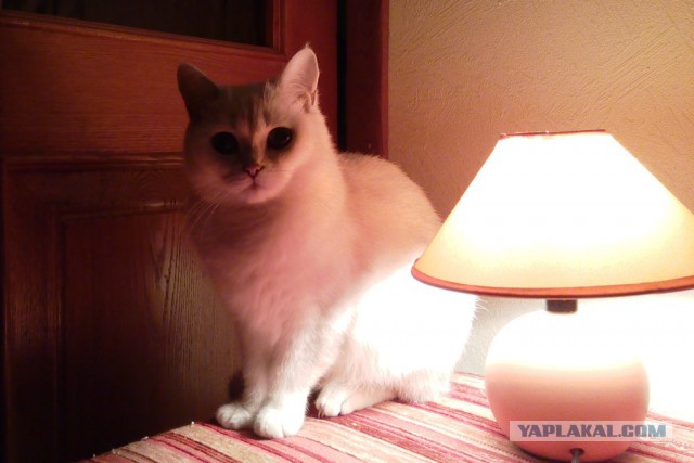 Котовторник 20.10.2015