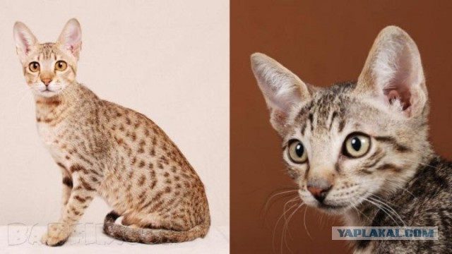 Котики
