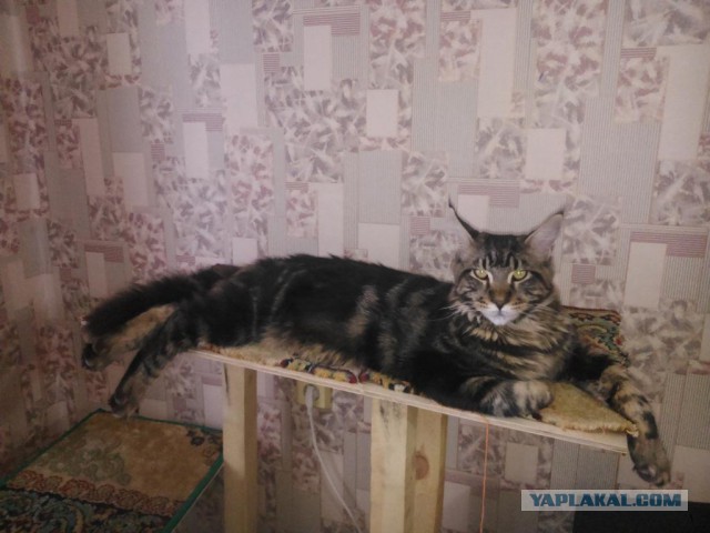 Кошки породы мейн-кун