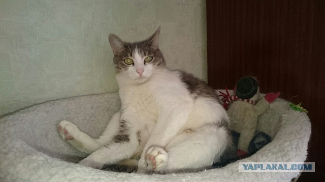 Восьмомартовский котовторник