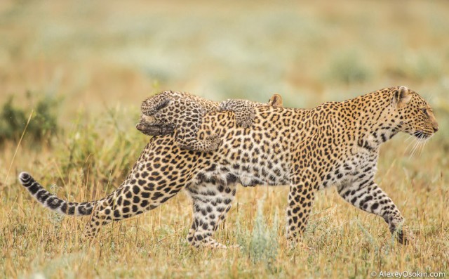 Леопардик Поли