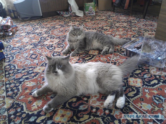 КотоВторник 26.04.2016
