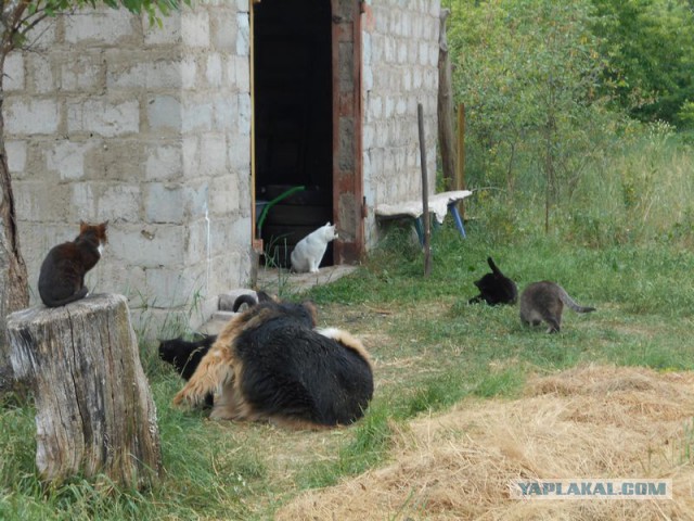 Жизнь домашнего приюта для котеек 117