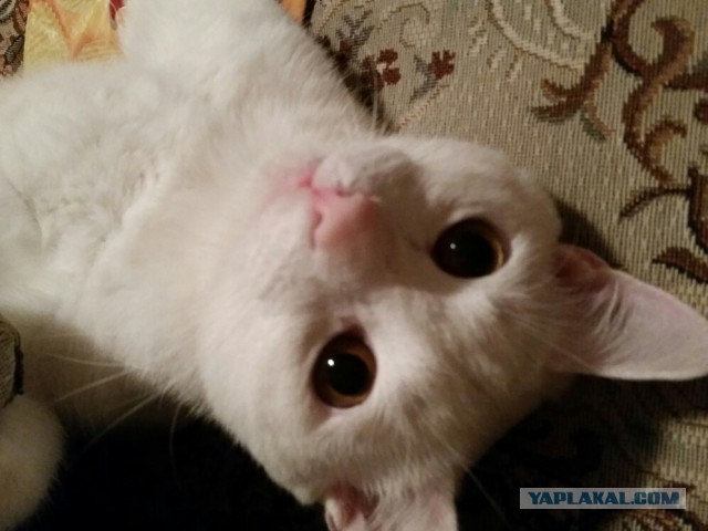 Прозвища домашних животных