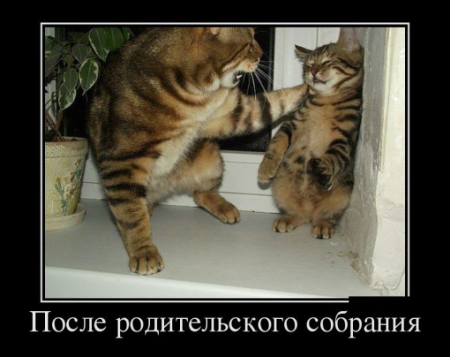Прикольные животные