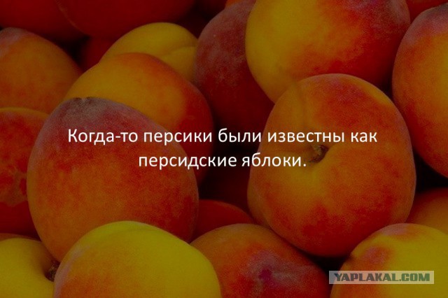 40 интересных фактов в картинках. Продолжение