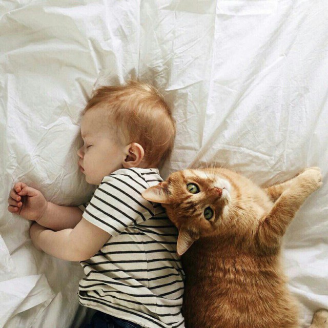 Коты из сети