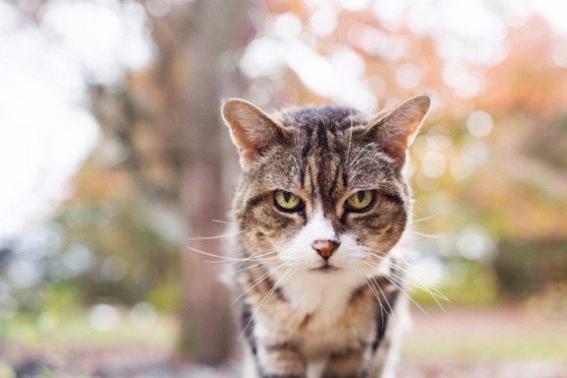 Коты и Кошки