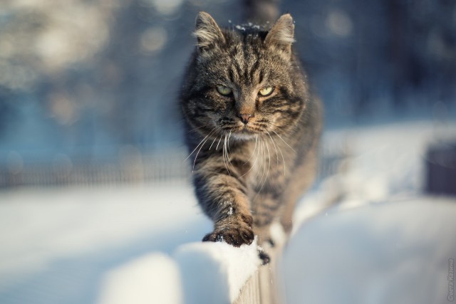 Коты и Кошки