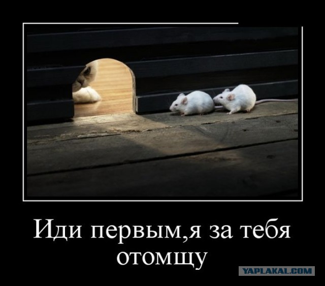 Баяны в чёрных рамках