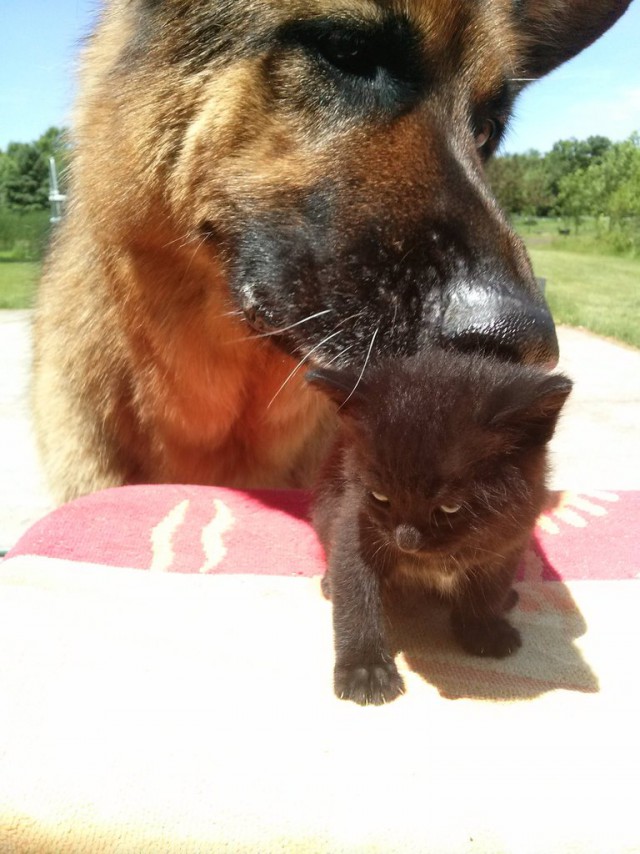 Коты и Кошки