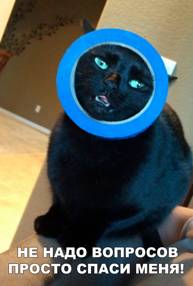 Коты и Кошки