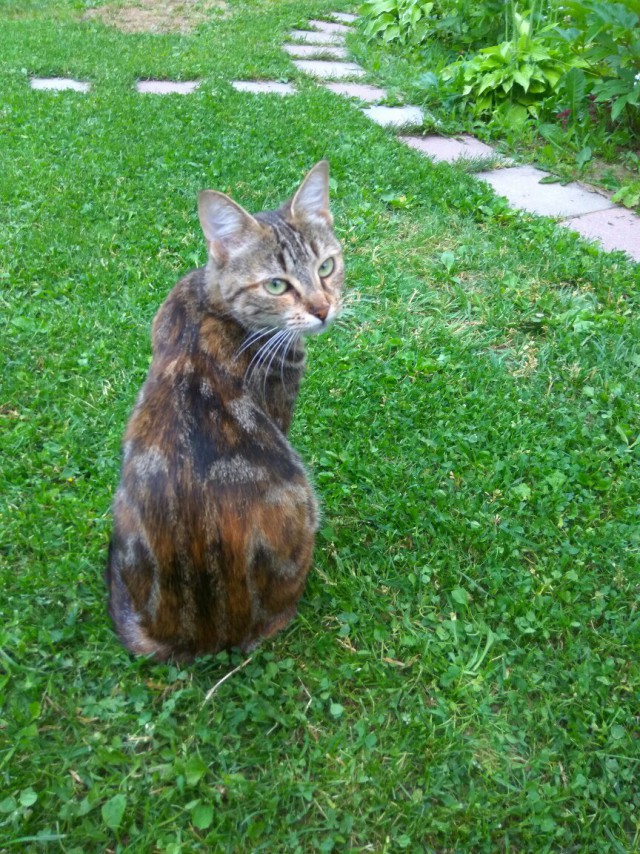 Коты и Кошки