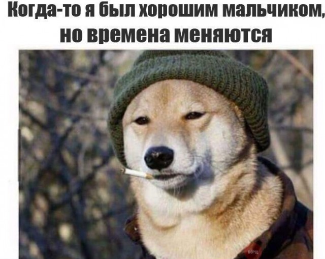 Подборка забавных животных