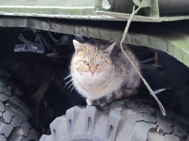 Бронекоты Центрального музея Вооруженных сил