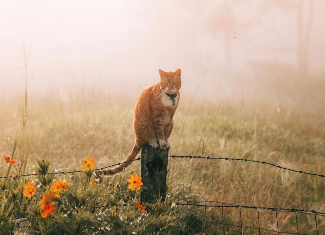 Коты и Кошки