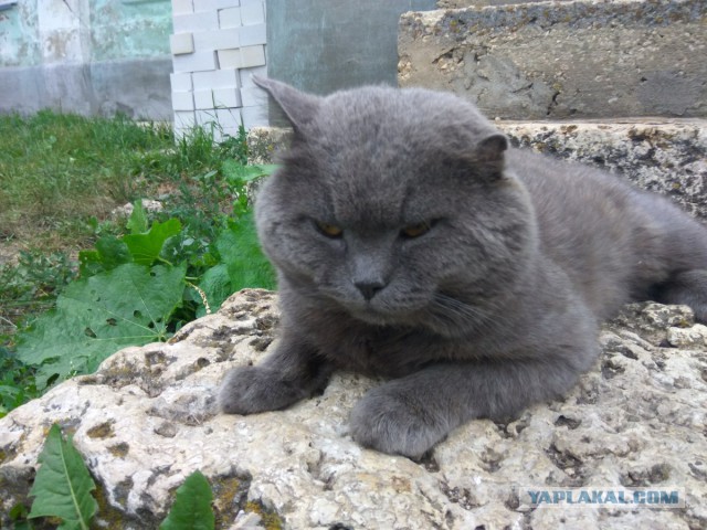 В гараже завелась крыса. Жрёт картошку и мой лук!