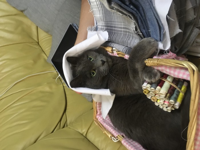 Котовторник ждали? А вот и он!
