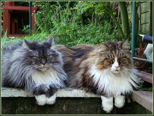 Сонный Котовторник