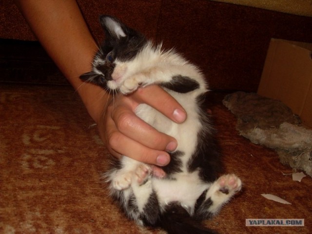 Котовторник так котовторник!