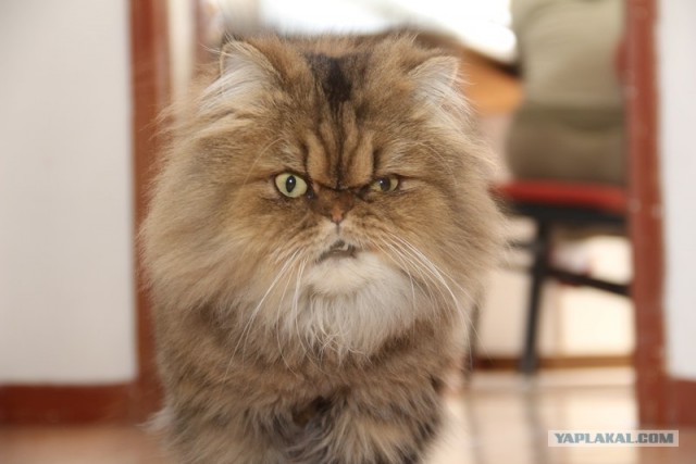 Котовторник 27.12.11