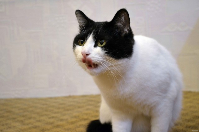 Котовторник (24. 01. 2012 )