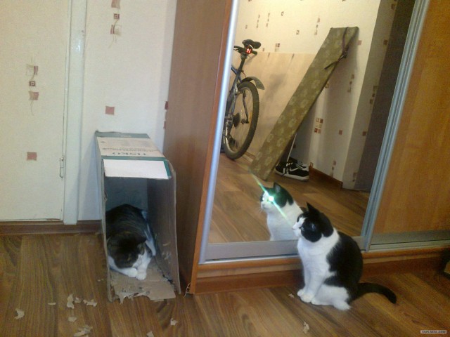 Котовторник! 13.03.2012
