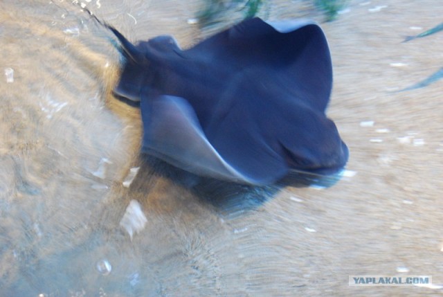 Боевой скат атакует