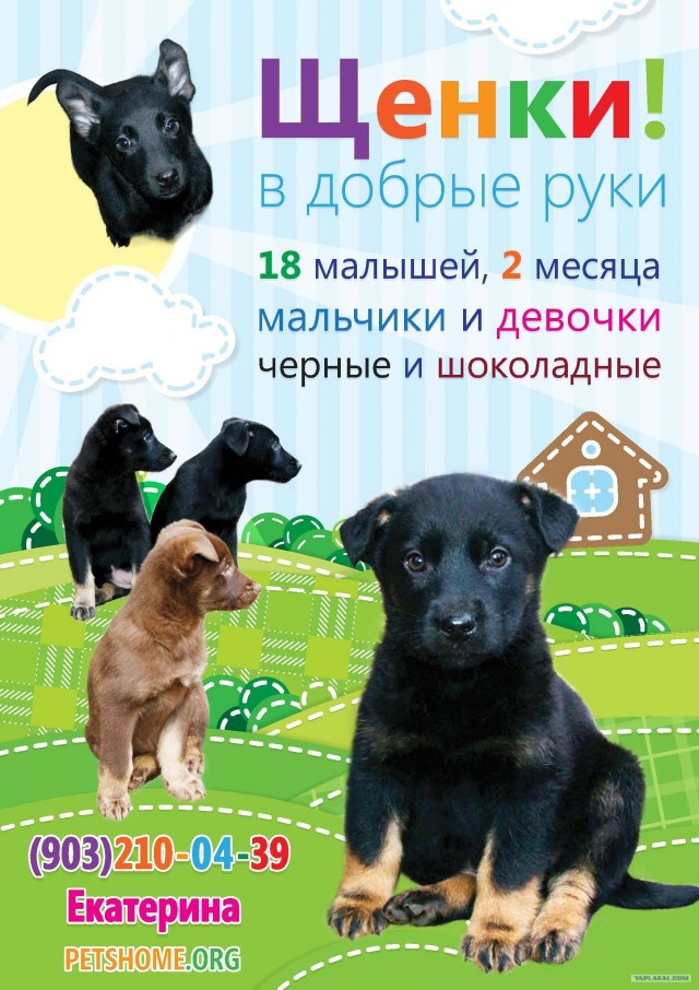 Спасли 20 щенят