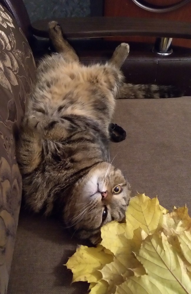 Как объяснить коту, что...