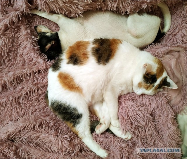 Давайте по котикам, которые с нами на самоизоляции