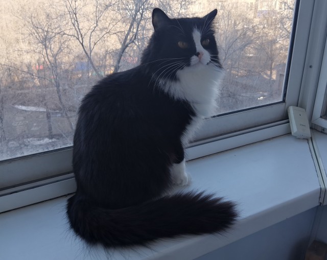 Котовторник же!